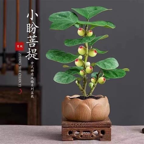 菩提樹 風水|【菩提樹 風水】菩提樹懶人包：招財、風水禁忌通通看